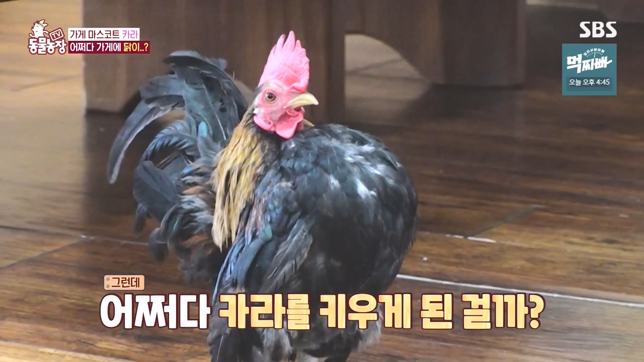 TV 동물농장.E1141.231016p-NEXT.mp4_20231015_173007.106.jpg