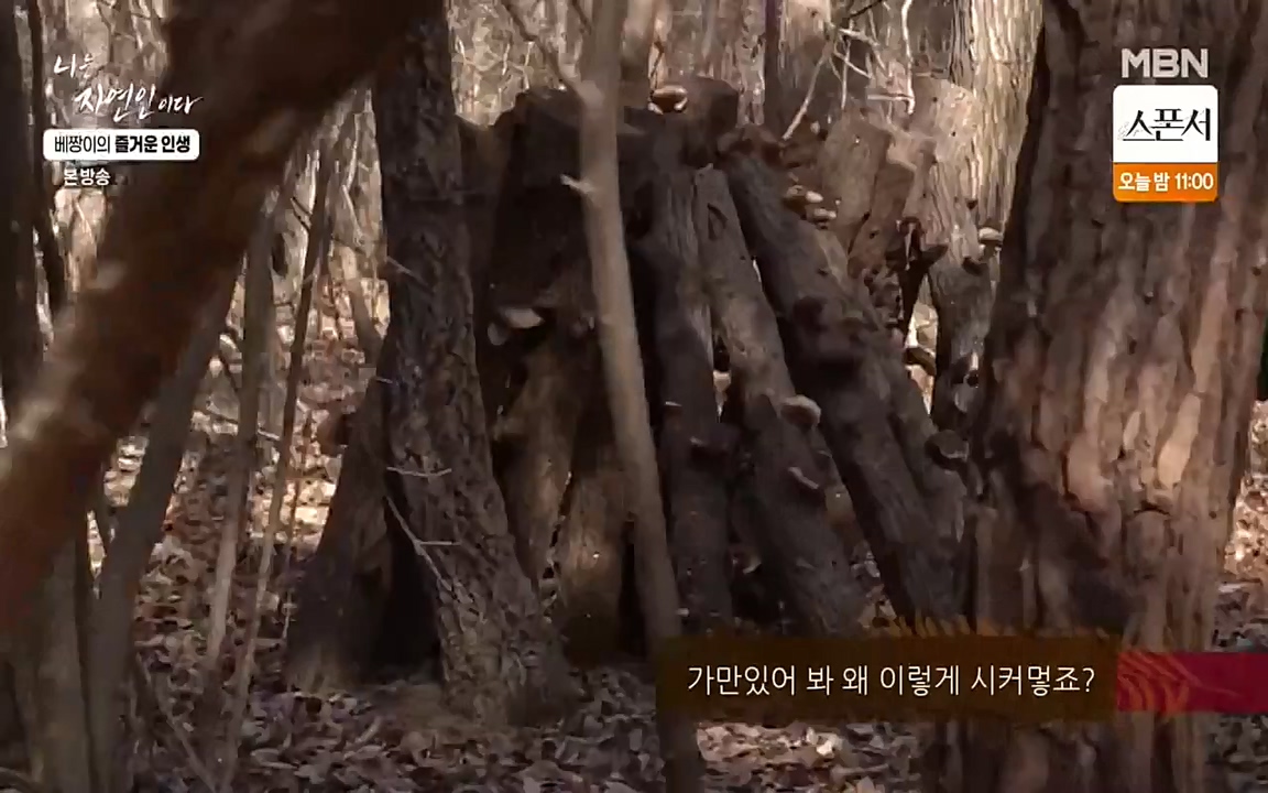 나는 자연인이다.E495.220331p-NEXT.mp4_20220331_174335.606.jpg