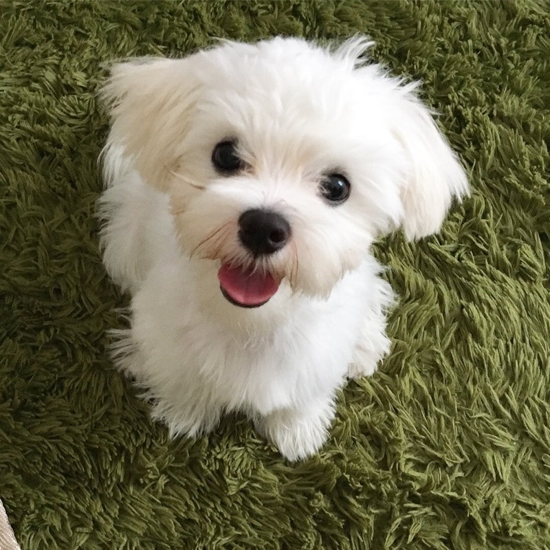  강아지 복숭아 먹어도 되나요?