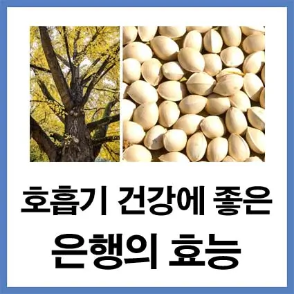 호흡기-건강에-좋은-은행의-효능