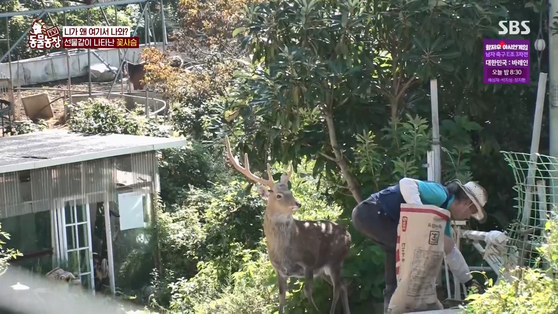 TV 동물농장.E1139.230924p.H264-F1RST.mp4_20230924_171456.394.jpg
