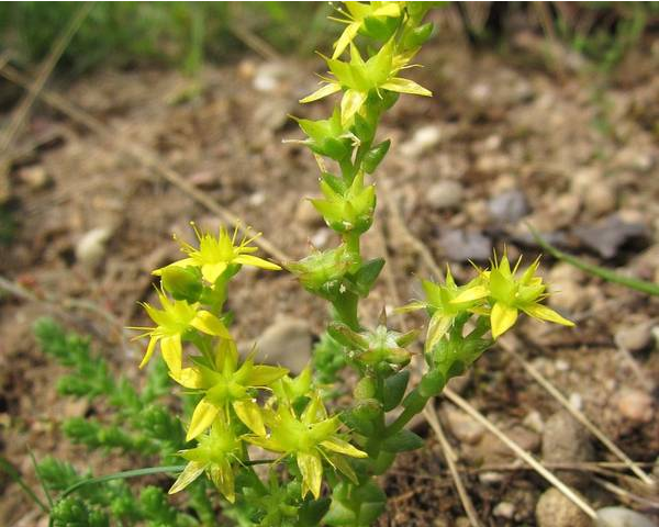  꿩의비름 (COMMON STONECROP) 효능 및 부작용, 섭취법은?