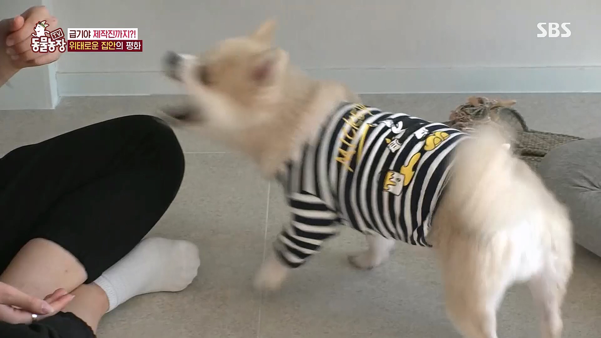 TV 동물농장.E1104.230115p.H264-F1RST.mp4_20230115_173159.899.jpg