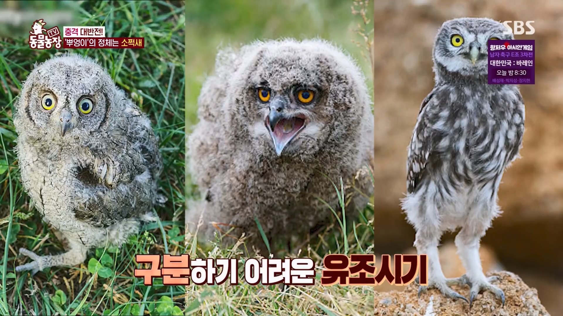 TV 동물농장.E1139.230924p.H264-F1RST.mp4_20230924_170639.205.jpg