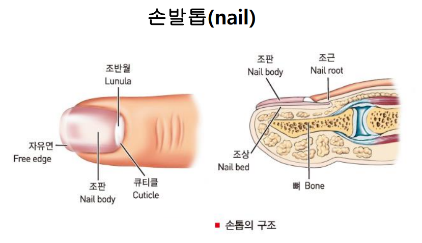  손발톱의 구조