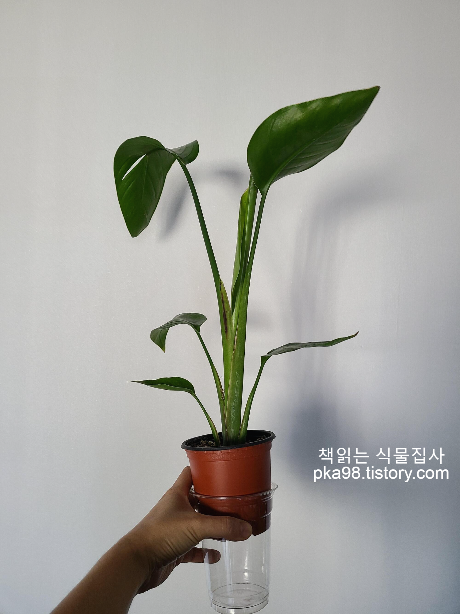  여인초 분갈이 / 여인초 물주기 , 모종포트 키워 대품만들기(22.03.12)