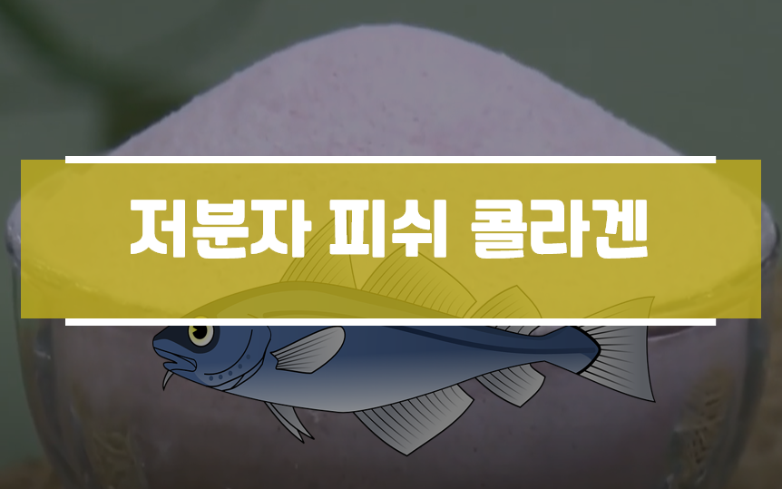  저분자 피쉬 콜라겐 추천 효능