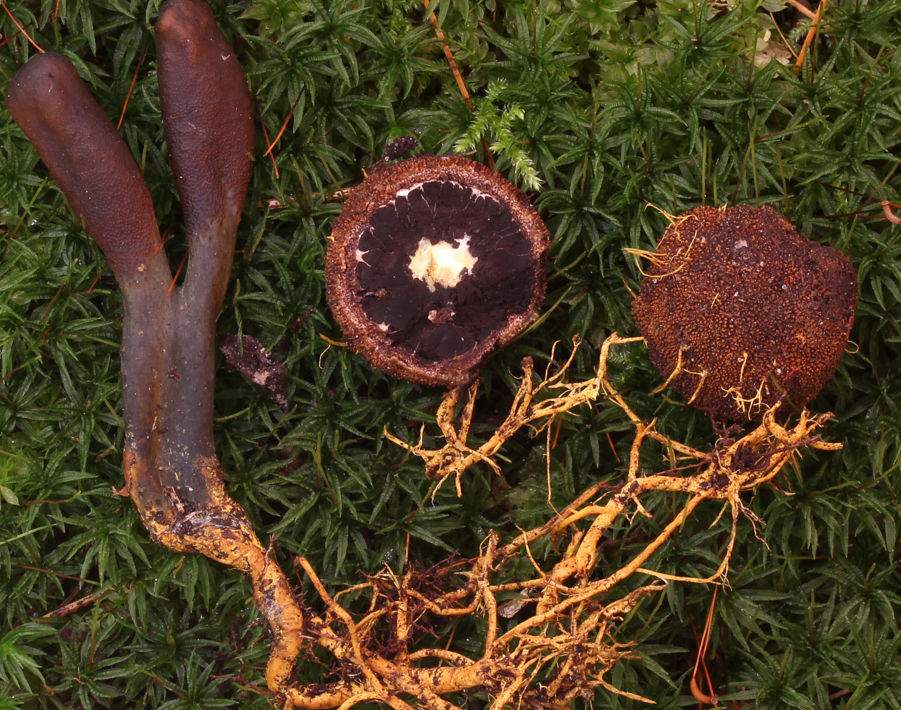 悪魔は何世紀にもわたってその顔と機能をどのように変えたか