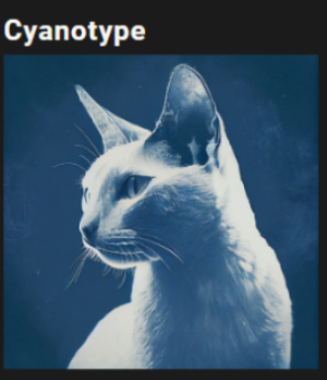 시아노타입(Cyanotype)