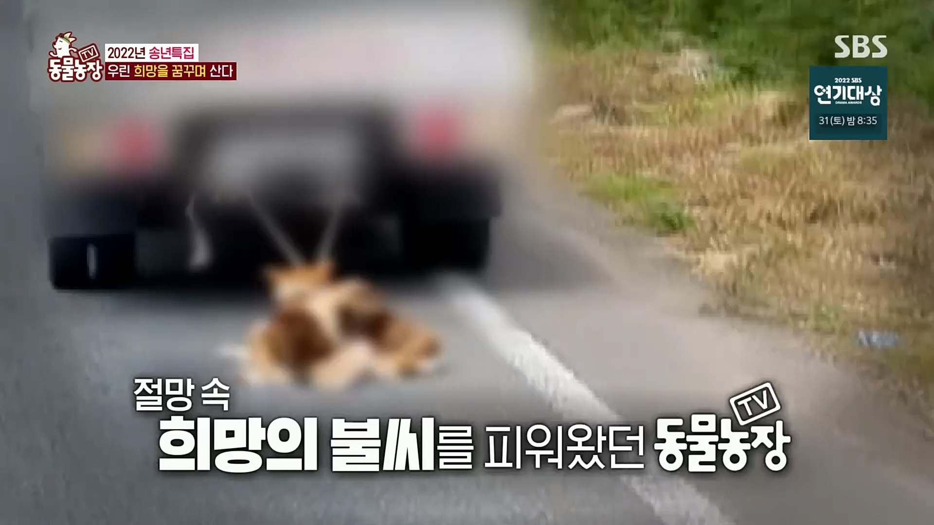TV 동물농장.E1101.221225p.H264-F1RST.mp4_20221225_190300.553.jpg
