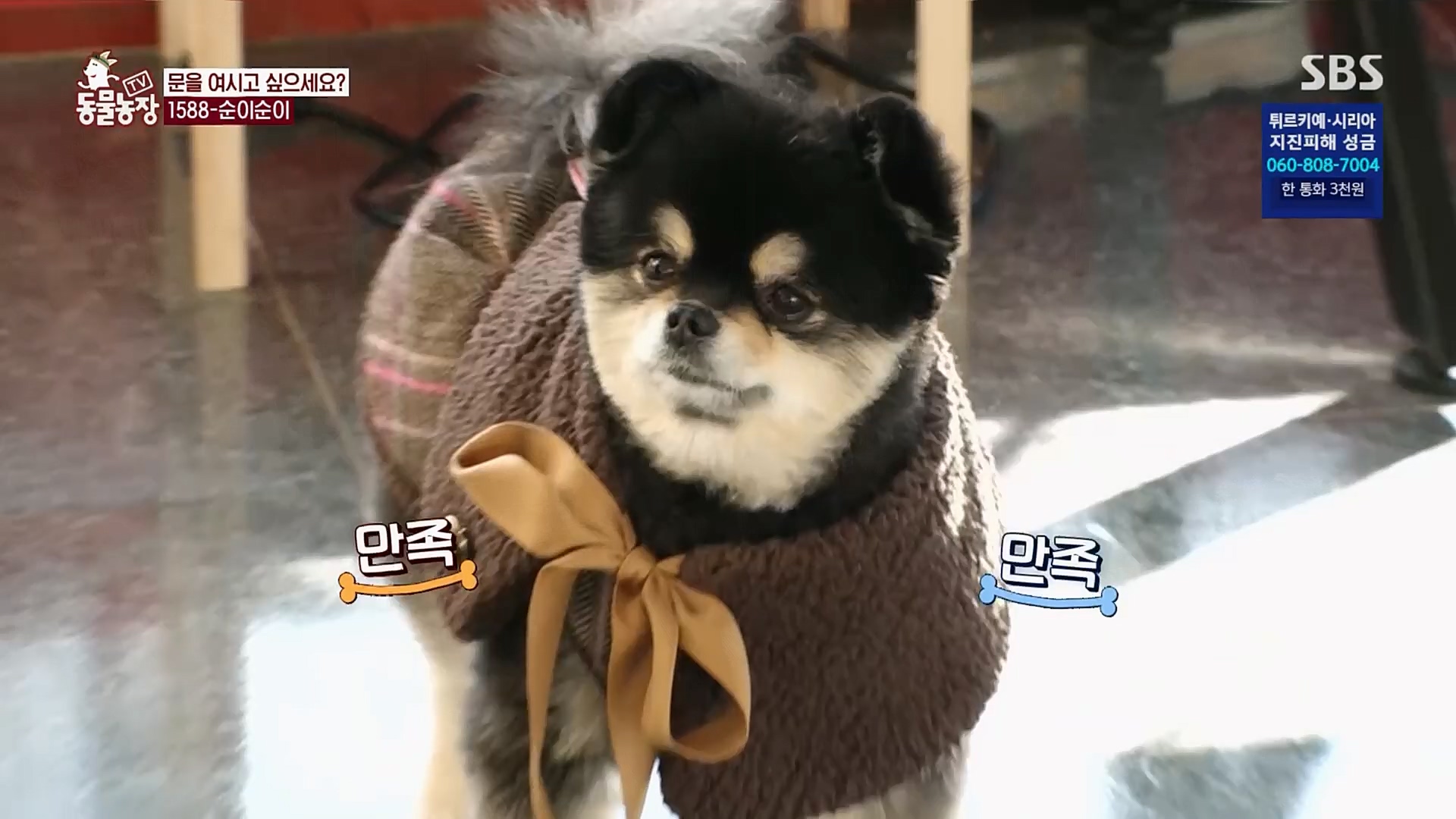 TV 동물농장.E1109.230219p.H264-F1RST.mp4_20230219_142823.554.jpg