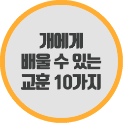 개에게 배울 수 있는 교훈 10가지