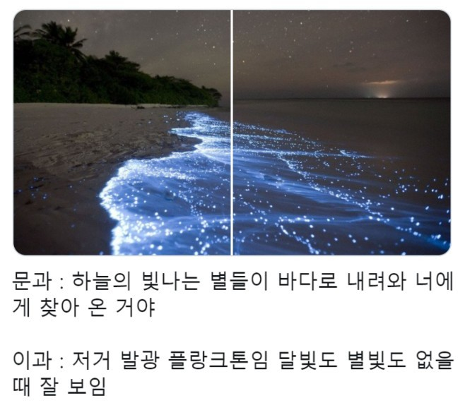 문과 : 하늘의 빛나는 별들이 바다로 내려와 너에 게 찾아 온 거야
이과 : 저거 발광 플랑크톤임 달빛도 별빛도 없을 때 잘 보임