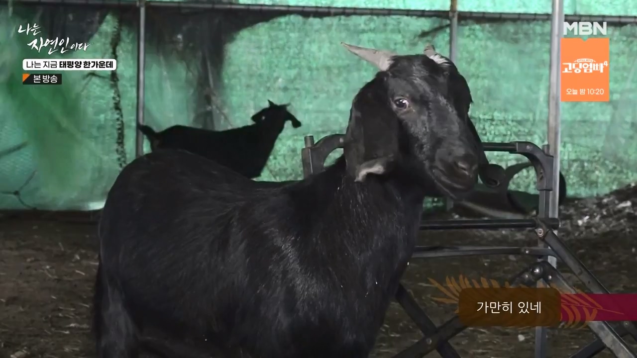 나는 자연인이다.E581.231123p-NEXT.mp4_20231123_200719.600.jpg