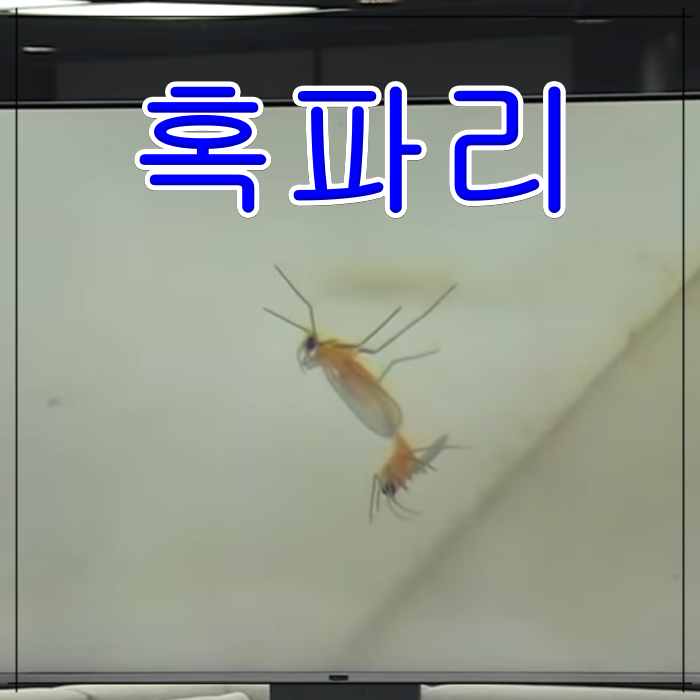 혹파리-곤충-아파트-피해