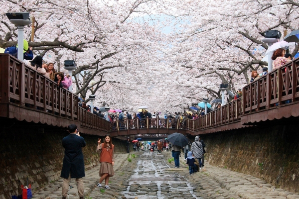 진해 군항제 벚꽃축제 안내 (2023 최신버전) 19