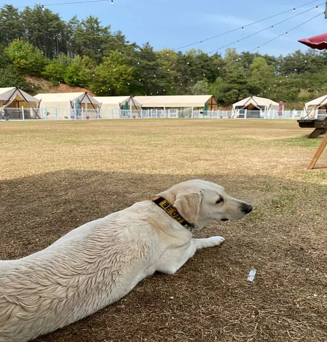 멍글멍글펫글램핑