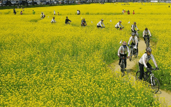 봄꽃 축제 하는 곳