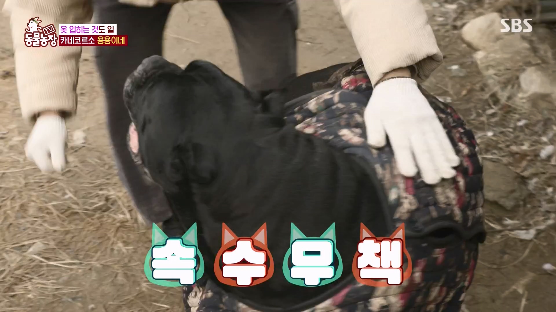 TV 동물농장.E1162.240310p-NEXT.mp4_20240310_162857.999.jpg