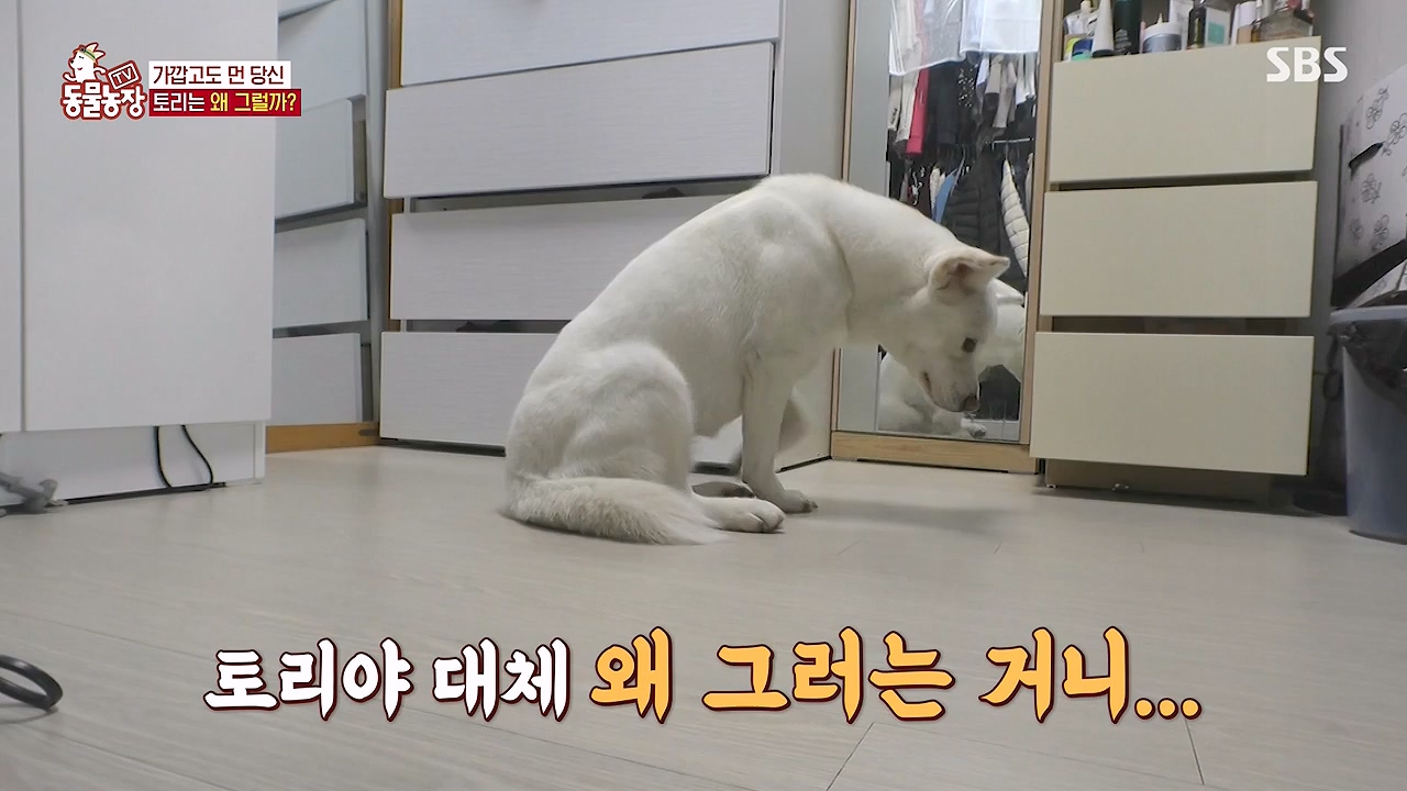TV 동물농장.E1179.240708p-NEXT.mp4_20240707_160434.520.jpg