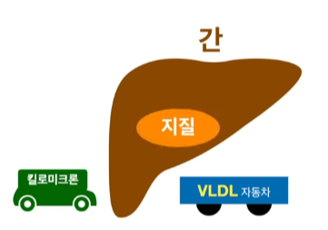  콜레스테롤의 대사과정 