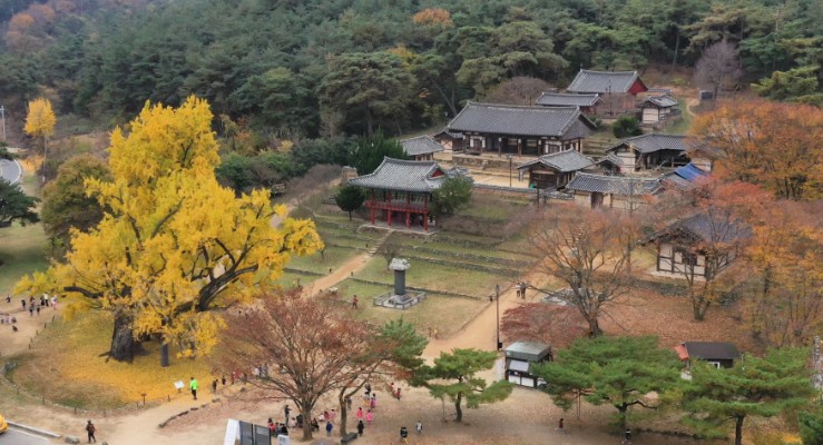 도동서원-400년-은행나무