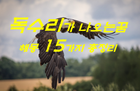  독수리꿈 해몽 15가지 총정리
