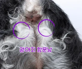 강아지 항문낭 압출법 염증 방지 필수 관리_13