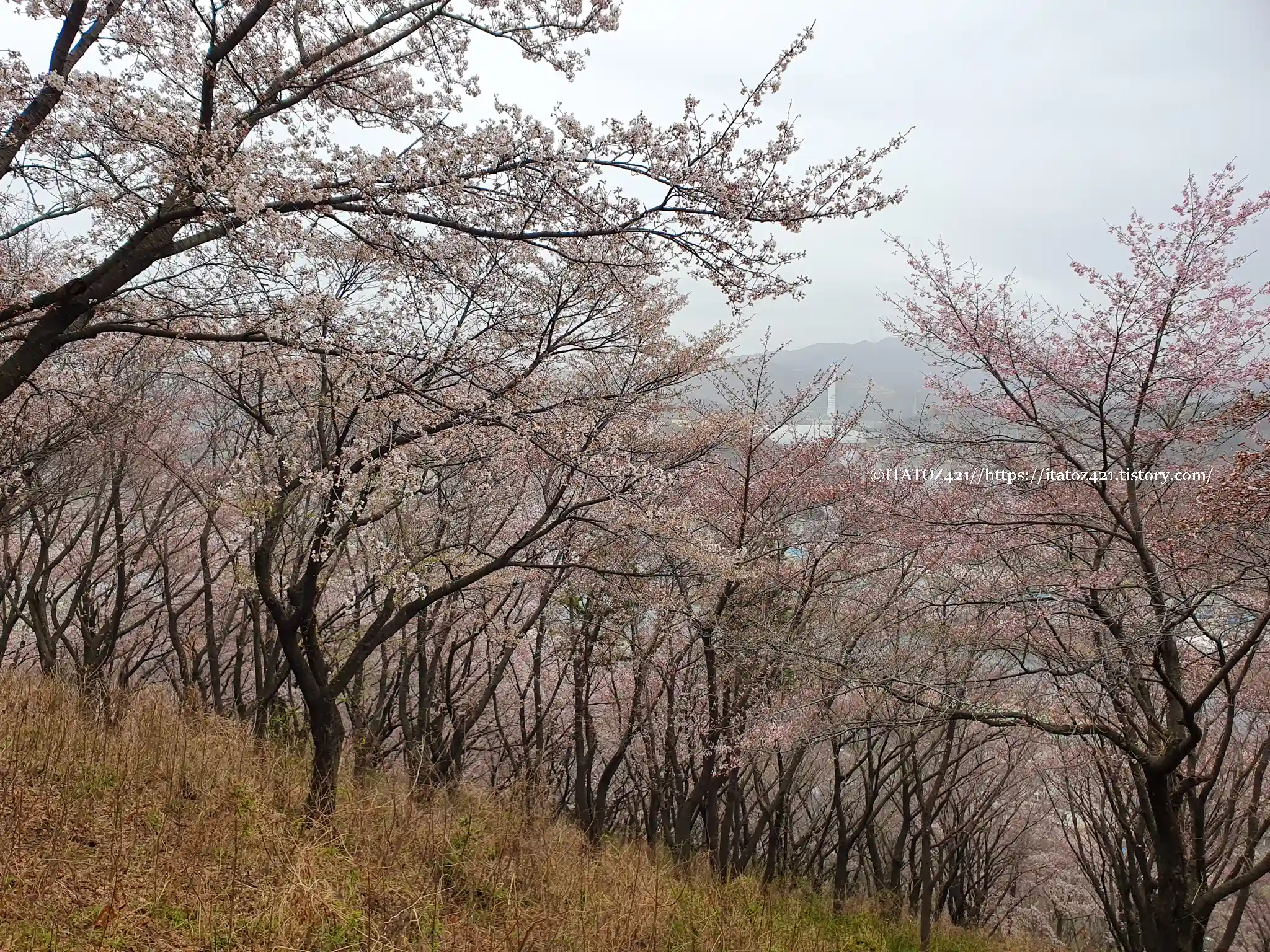 강원도 삼척시 봉황산 벚꽃 구경