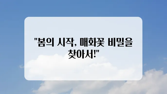 매화꽃 개화시기와 매화꽃 명소 5곳 추천
