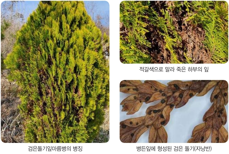  검은돌기잎마름병