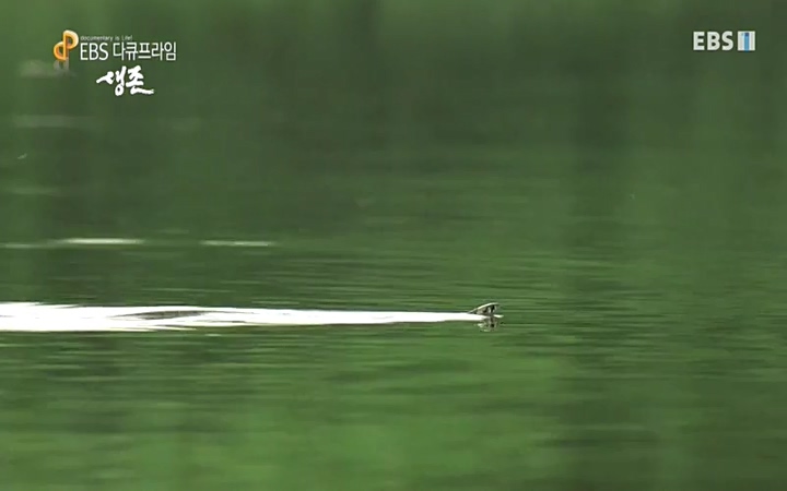 EBS 다큐프라임_ 220628.avi_20220629_205545.548.jpg