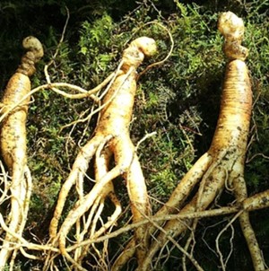 진세노사이드 진세노사이드