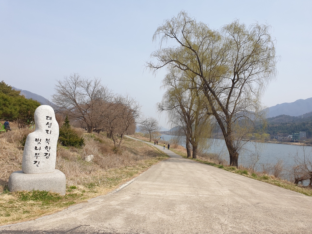 대성리-북한강-벚나무길