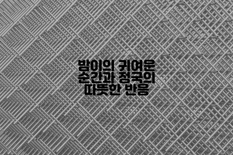 밤이의 귀여운 순간과 정국의 따뜻한 반응