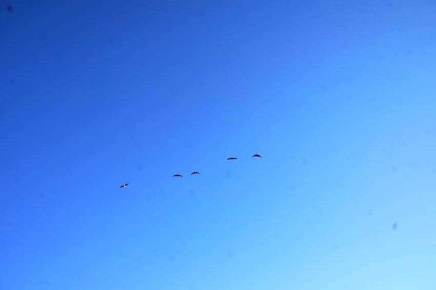 푸른 하늘을 날아가고 있는 기러기 다섯 마리