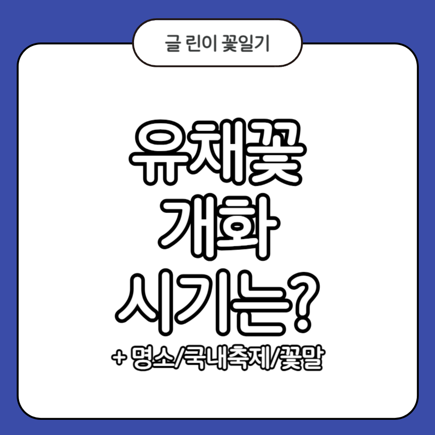 유채꽃 개화시기