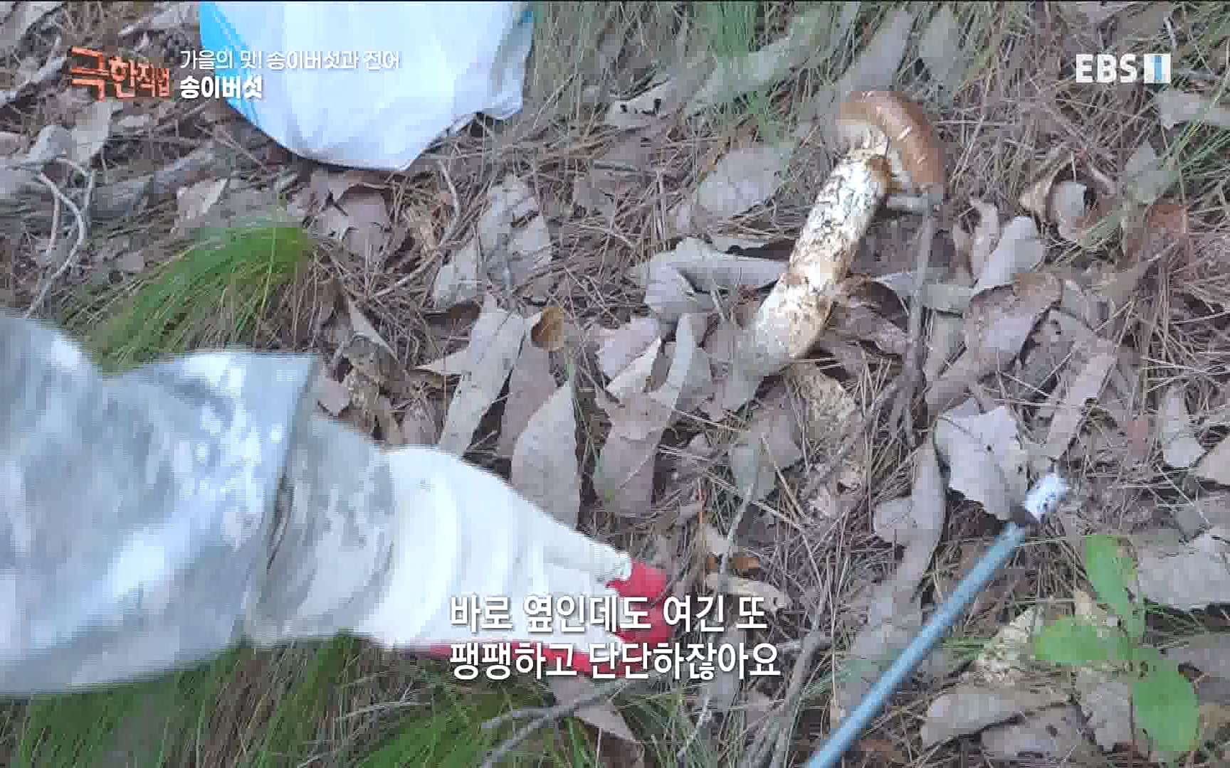 송이버섯과 전어 221008.mp4_20221012_213436.412.jpg