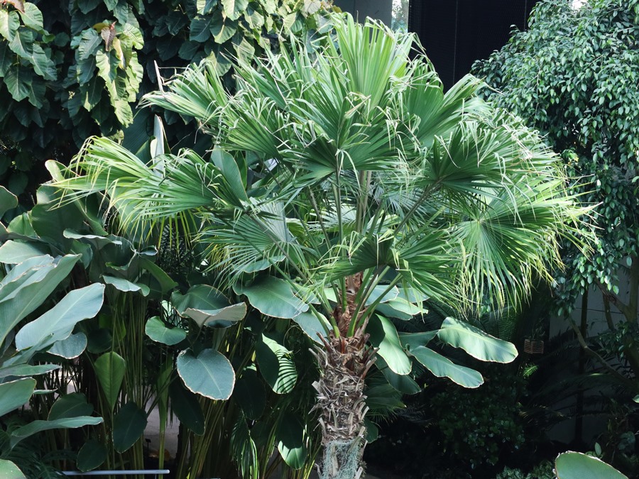 열대식물-초대형-부채처럼생긴-식물