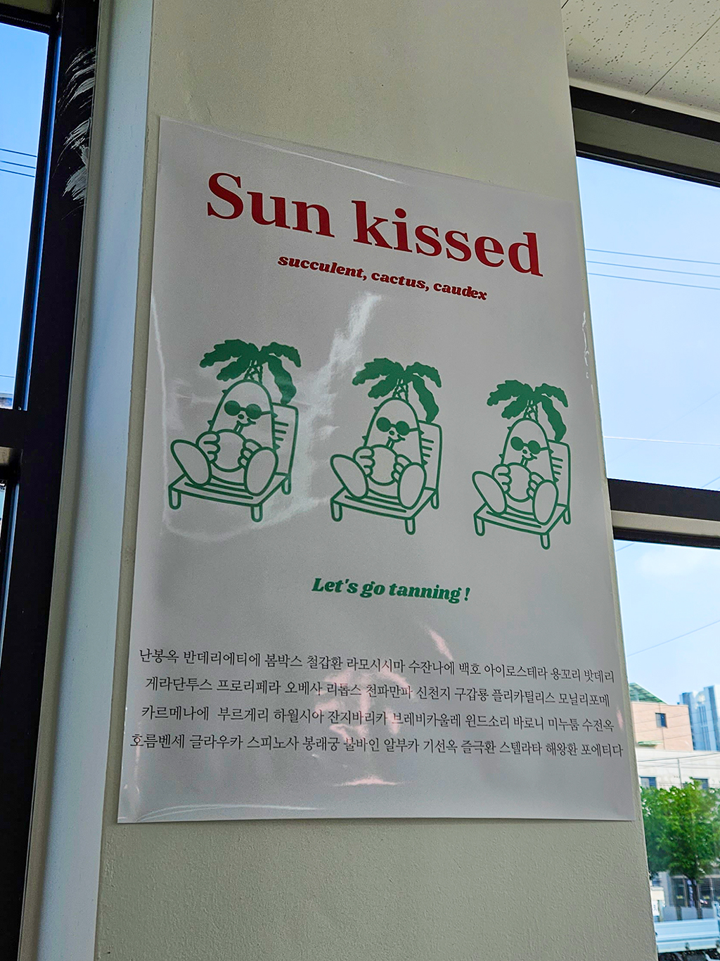 충남 아산 아프리카 식물 매장 그을린 Sun Kissed Plant