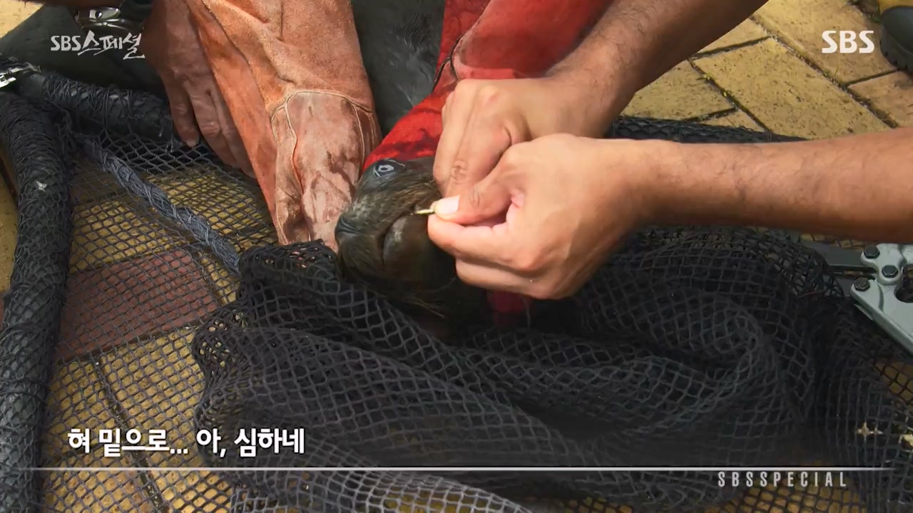 일요특선 다큐멘터리.E325.230724p-NEXT.mp4_20230726_213104.989.jpg