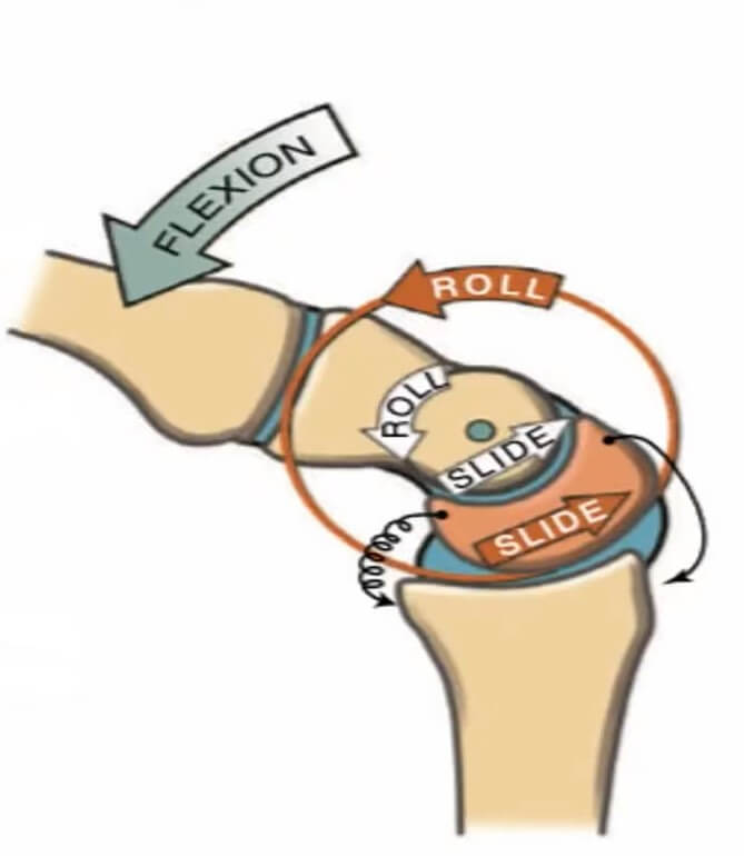 관절운동학에서의 오목 관절과 볼록관절의 움직임 설명&#44; 오목관절 위에 있는 볼록관절은 구르면서 굴곡이 일어나는 반대방향으로 미끄러짐이 일어난다는 그림
