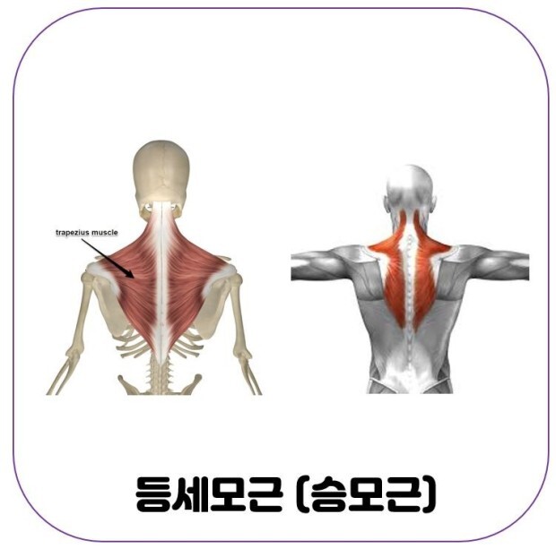 근육풀이 이미지