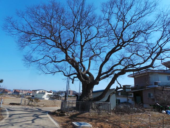 푸른하늘을 찌르고 있는 노거수 느티나무&#44; 왼쪽에 농로&#44; 우측에 개인집&#44;