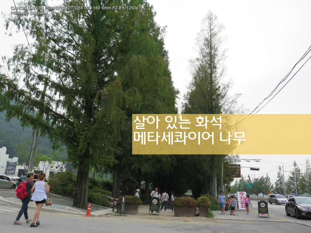 메타세콰이어 열매: 뜻, 나무 효능, 한국 이름, 꽃말 아미타불
