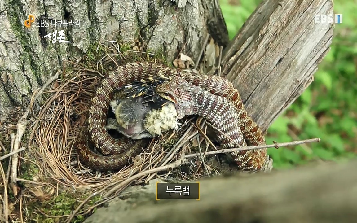 생존 3부_ EBS 다큐프라임_ 220629.avi_20220701_210800.464.jpg