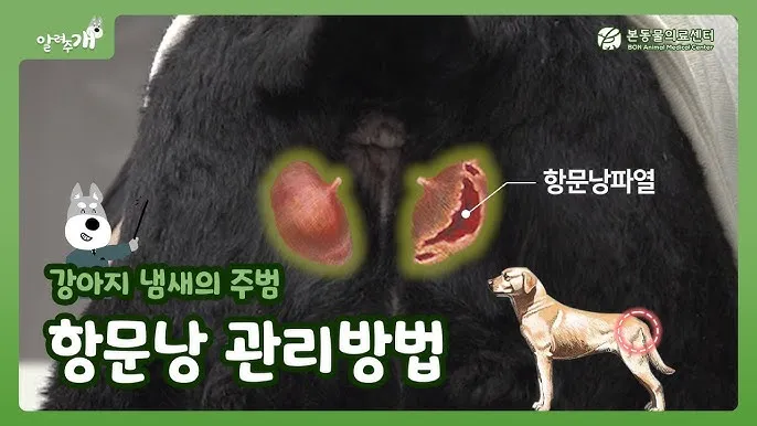 집안에서 간편하게 시도 가능한 강아지 냄새 제거 기술_8