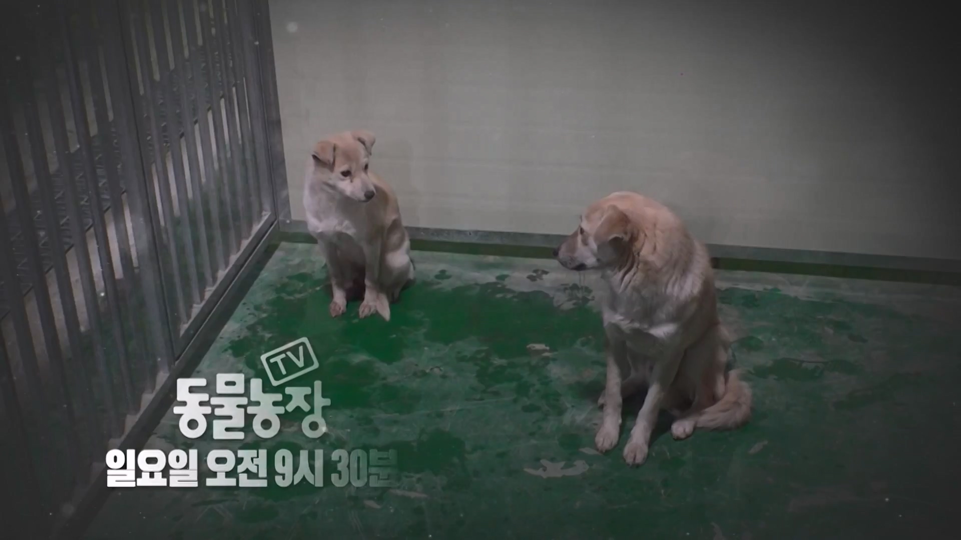 TV 동물농장.E1157.240204p-NEXT.mp4_20240204_172418.688.jpg