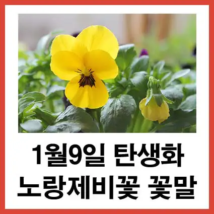 1월-9일-탄생화-노랑제비꽃-꽃말