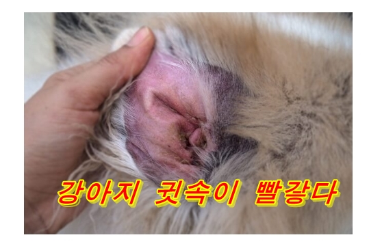  개 귀가 빨갛다! 알아둬야 할 원인과 치료법